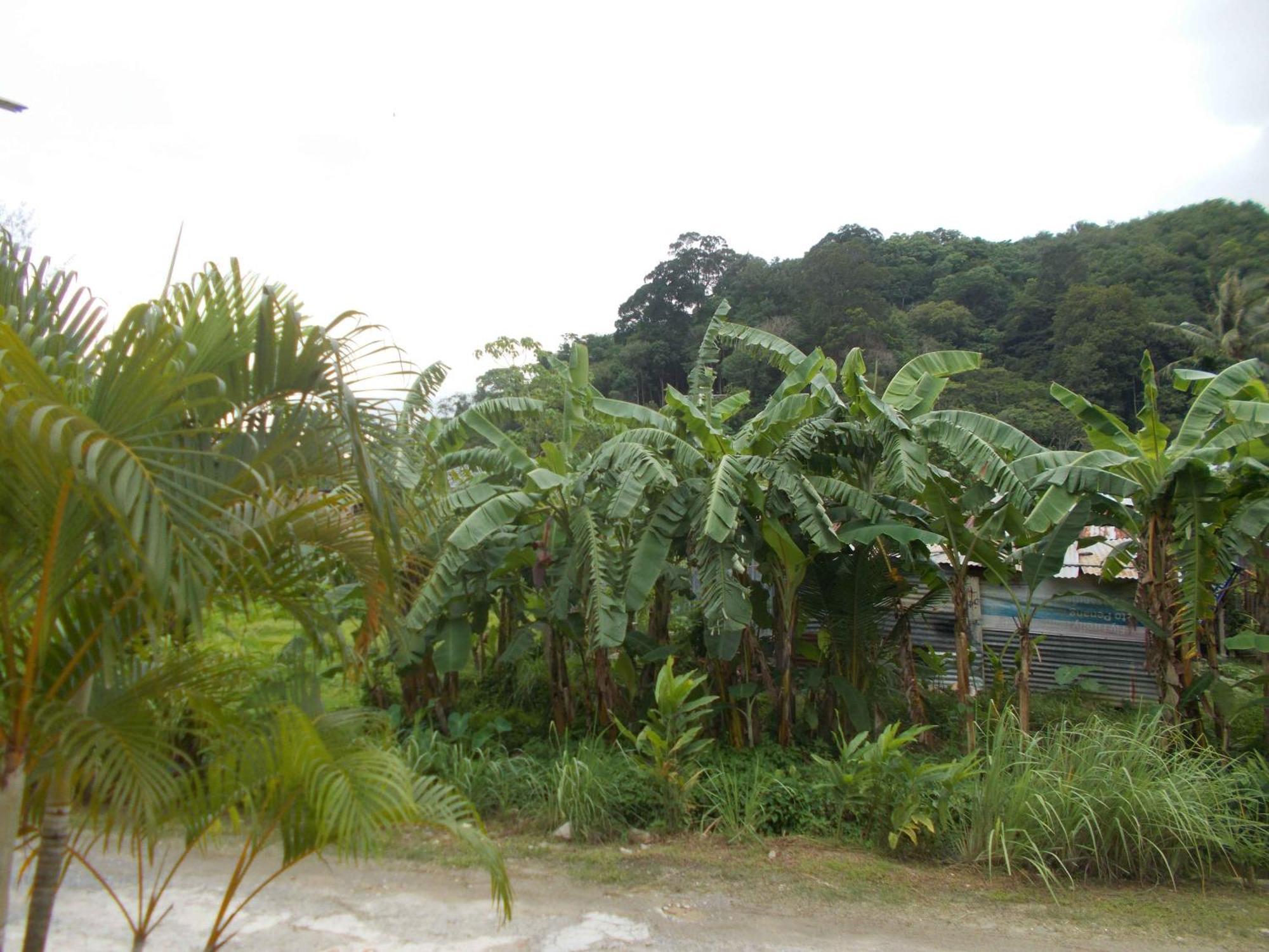 Absolute Calm For Long Sleepers And Others Villa Kamala Beach Exterior photo